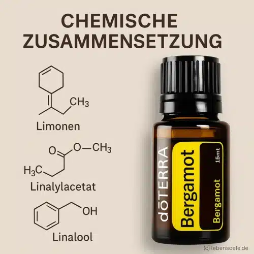 Bergamotă - Citrus bergamia - Bergamot - imagine 3