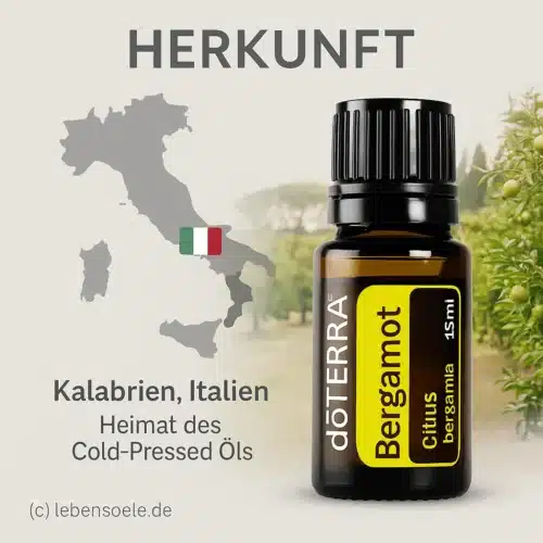 Bergamotă - Citrus bergamia - Bergamot - imagine 4