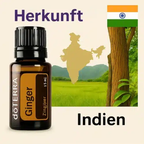 Ghimbir - Zingiber officinale - Ginger - imagine 3