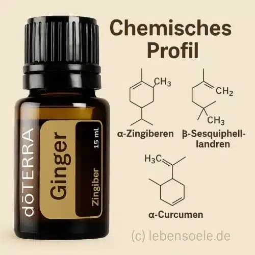 Ghimbir - Zingiber officinale - Ginger - imagine 4