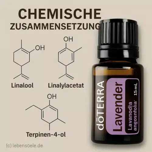 Levănţică - Lavandula angustifolia - Lavender - imagine 4
