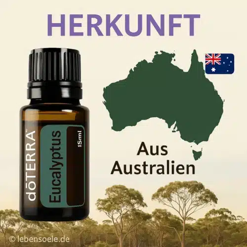 Eucalipt - Eucalyptus radiata - Eucalyptus - imagine 4