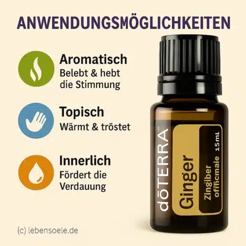 Ghimbir - Zingiber officinale - Ginger - imagine 2