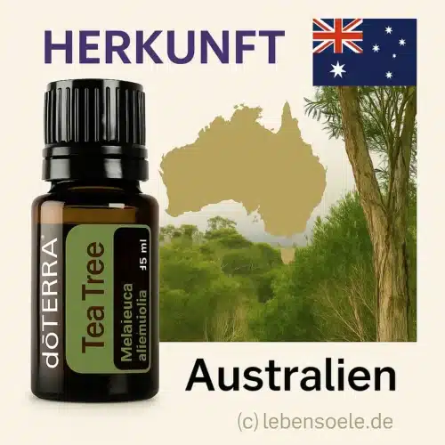 Melaleuca - Arbore de Ceai - Tea Tree - imagine 2