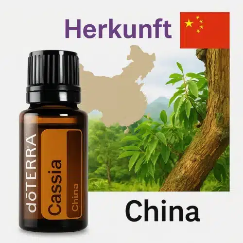 Cassia - Cinnamomum cassia - Cassia - imagine 4