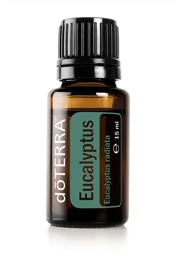 Eucalipt – Eucalyptus radiata – Eucalyptus