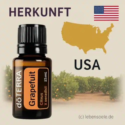 Grapefruit - Citrus X paradisi - Grapefruit - imagine 3