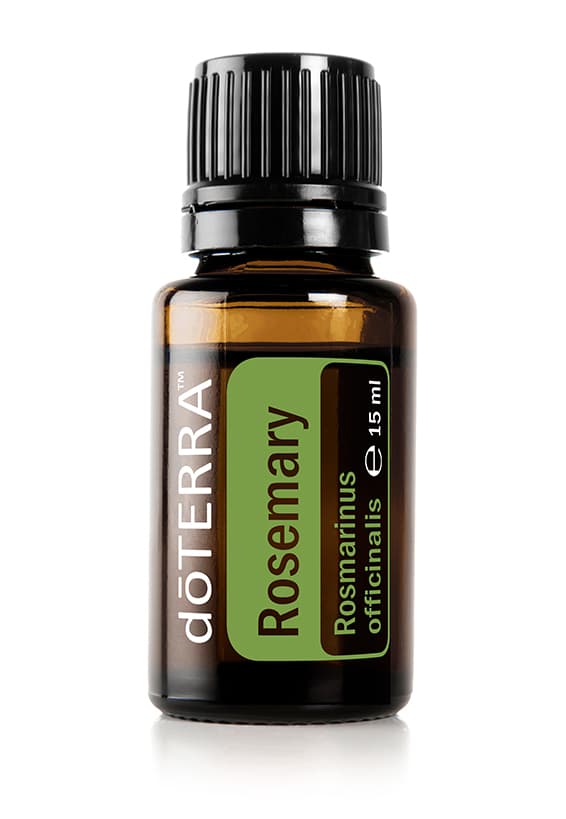 Rozmarin – Rosmarinus officinalis – Rosemary