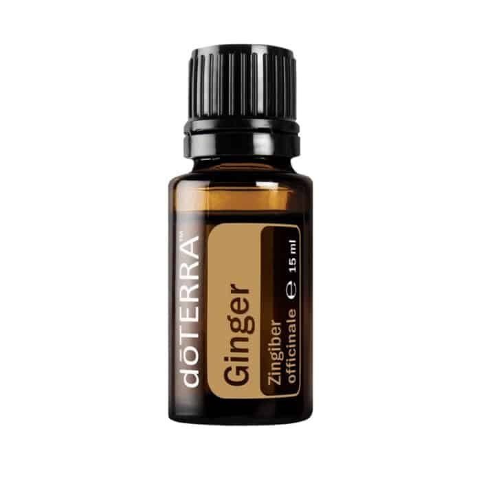 Ghimbir – Zingiber officinale – Ginger