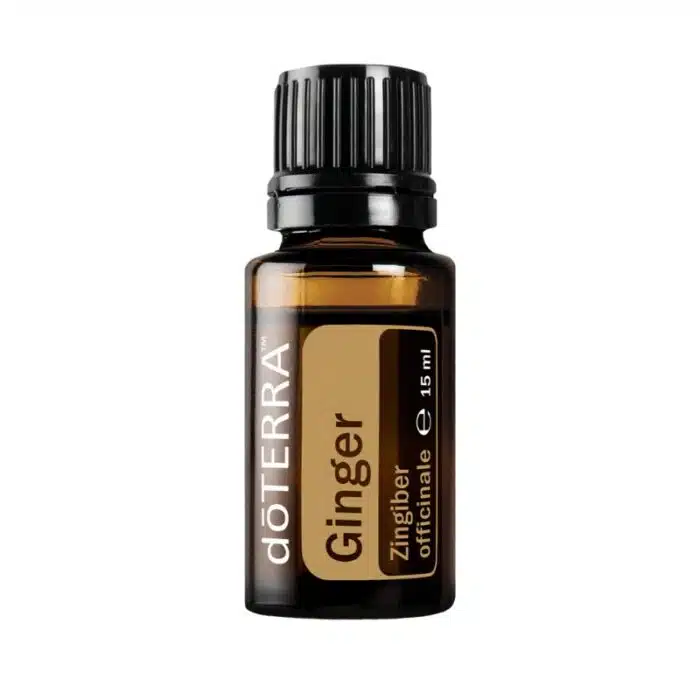 Ghimbir – Zingiber officinale – Ginger