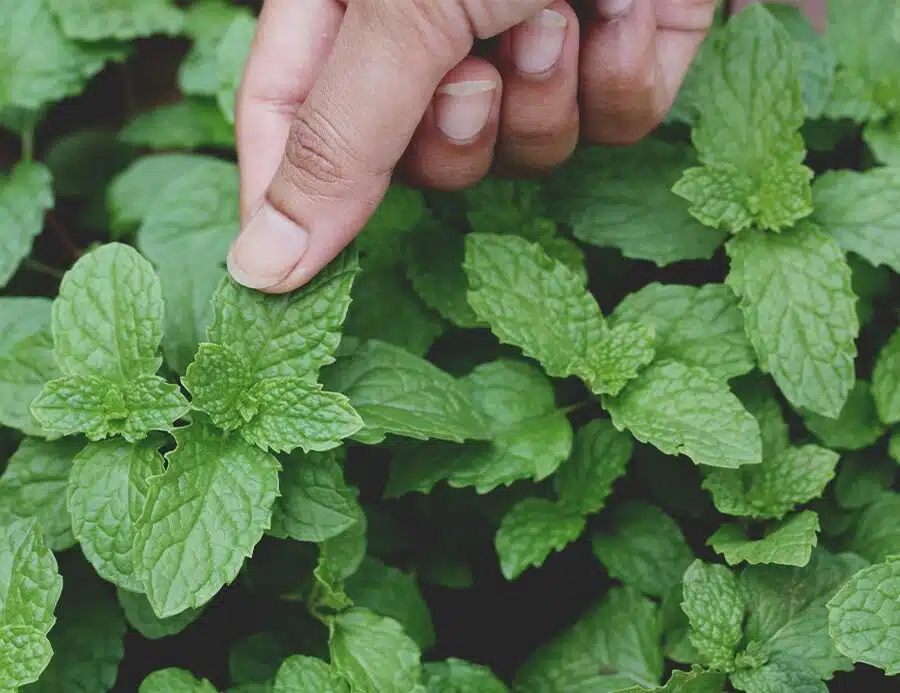 doTERRA Peppermint Touch – Mentă Touch